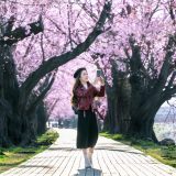北上展勝地 桜 開花予想