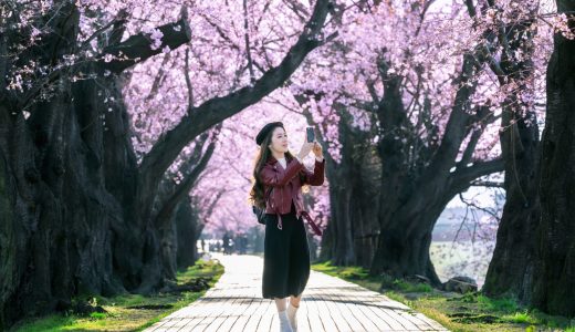 北上展勝地 桜 開花予想 2025｜見頃時期・さくらまつり・観光完全ガイド