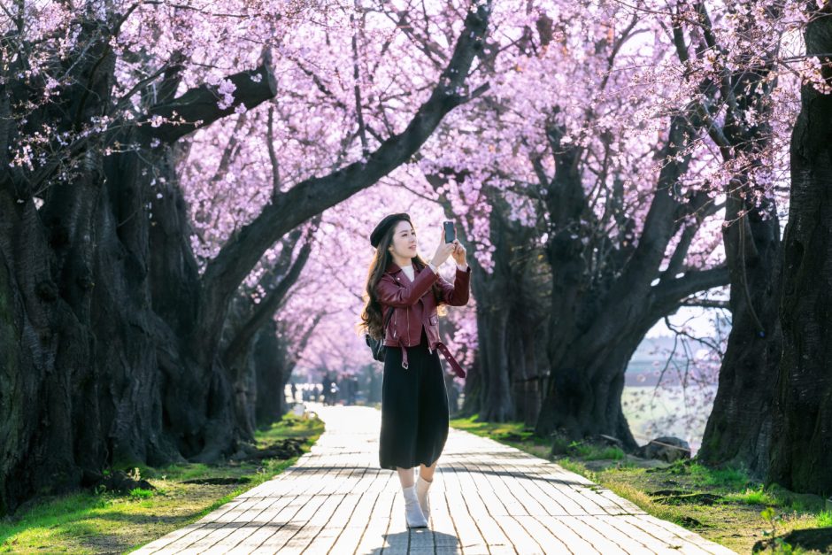 北上展勝地 桜 開花予想