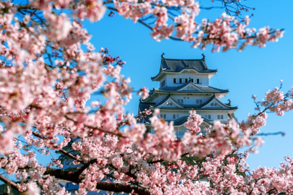 小倉城 桜 開花状況