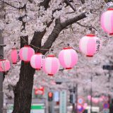 松田桜まつり 2024