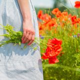 鴻巣 ポピー 開花 状況