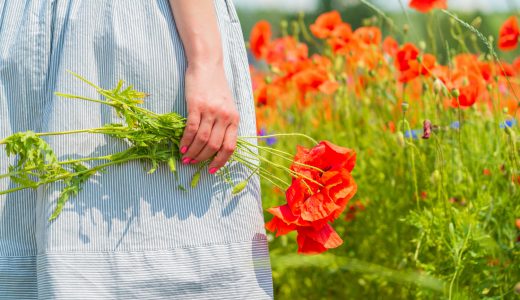 鴻巣 ポピー 開花 状況ガイド｜見頃と楽しみ方を徹底解説