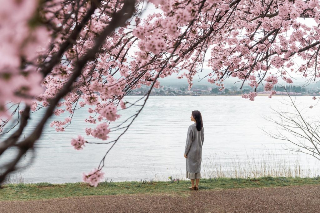 森町 桜