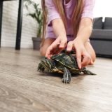 亀 小さいまま