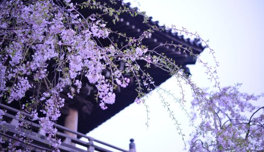 道の駅なんごうのジャカランダ見頃情報｜南国宮崎で出会う紫の絶景